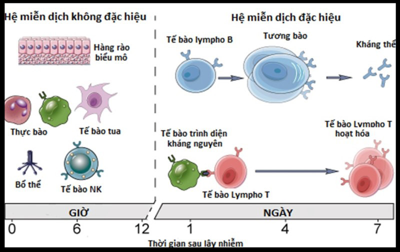 Miễn dịch đặc hiệu là gì?