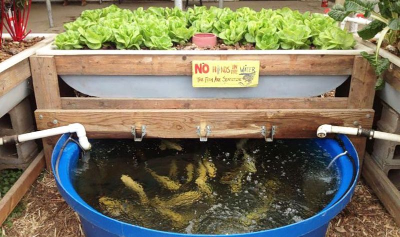 Mô hình Aquaponics là gì?