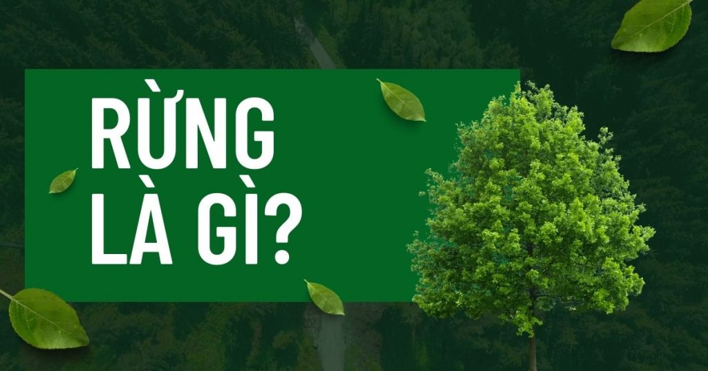 Rừng là gì? Vai trò và Hiện trạng của rừng hiện nay