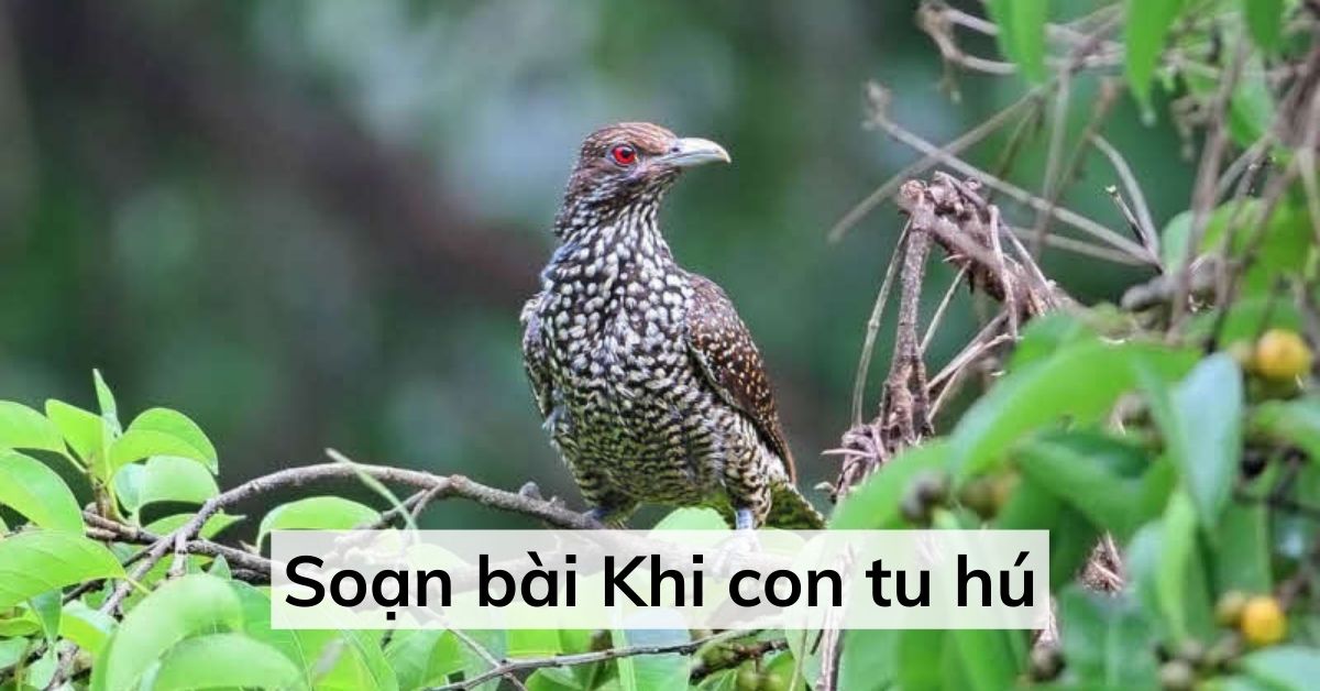 Soạn bài Khi con tu hú của tác giả Tố Hữu – Ngữ Văn 8