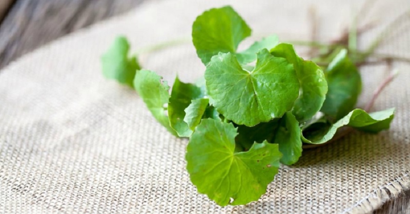 Phục hồi và tái tạo tế bào