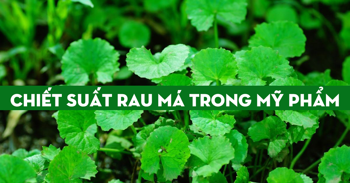 Chiết xuất rau má là gì? Có tác dụng gì trong làm đẹp?