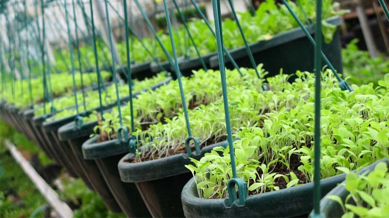 Công nghệ Nano giúp cải thiện năng suất và chất lượng cây trồng