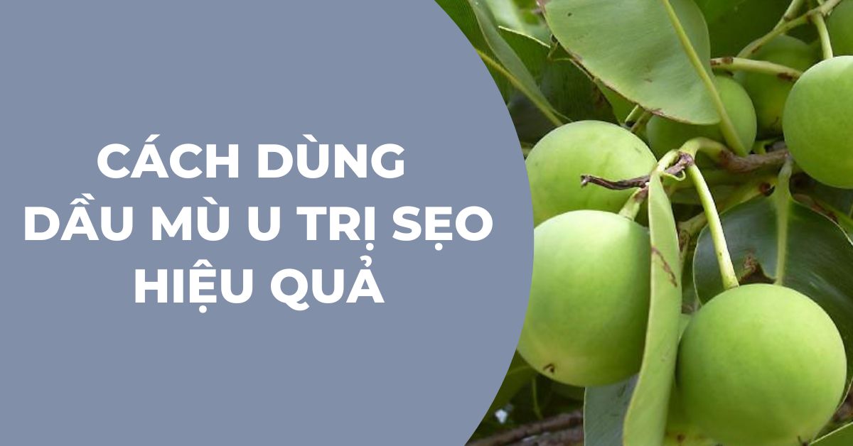 dầu mù u trị sẹo