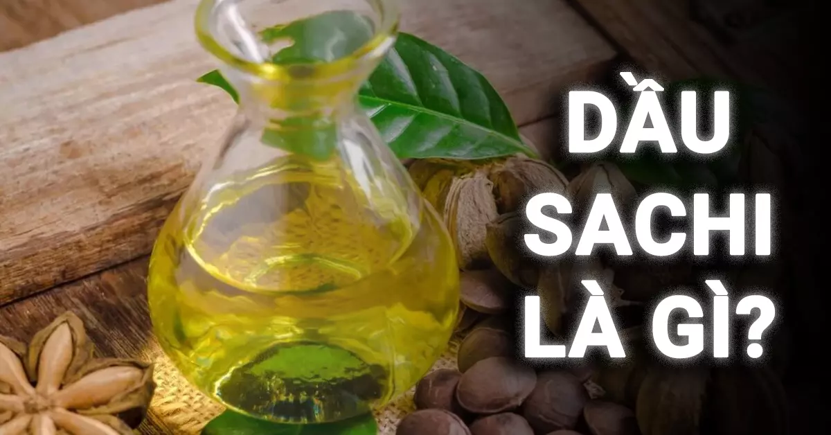 dầu sachi là gì