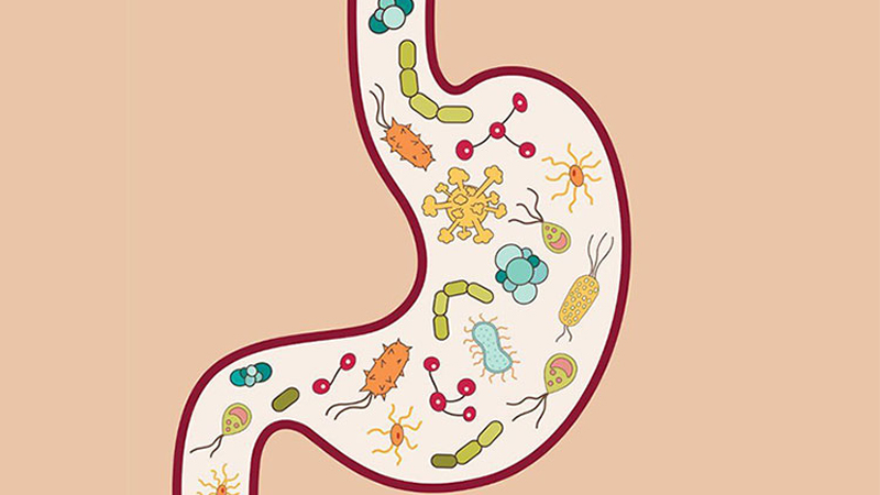 Prebiotic rất có lợi cho hệ tiêu hóa