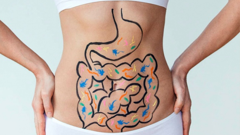 Prebiotic xuất hiện lần đầu tiên vào năm 1995
