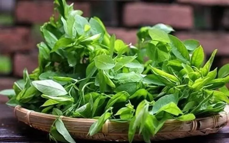 Sử dụng rau ngót để rơ lưỡi