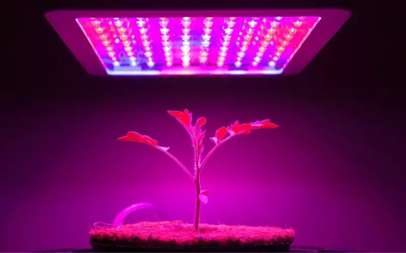 Ứng dụng của ánh sáng sinh học trong công nghệ