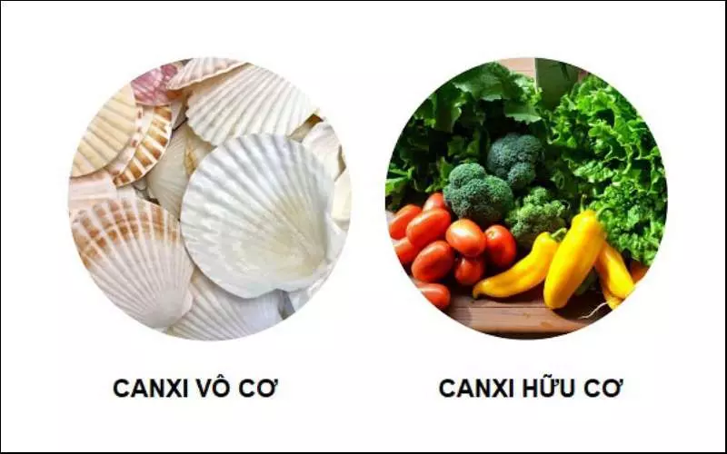 Canxi được chia thành 2 nhóm chính đó là canxi hữu cơ và canxi vô cơ