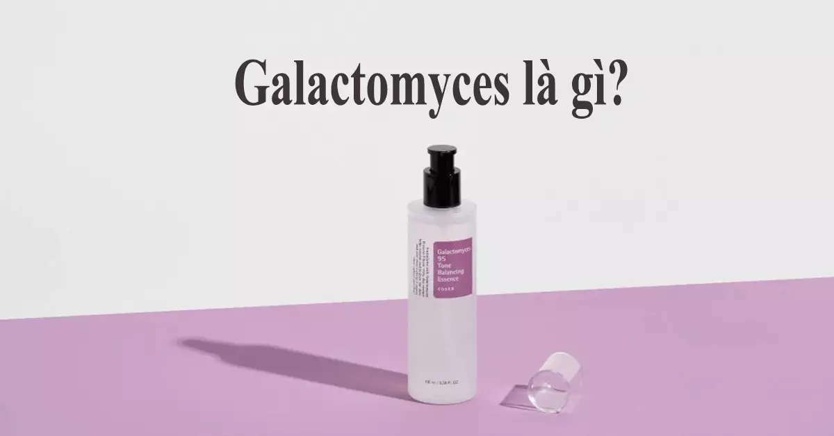galactomyces là gì