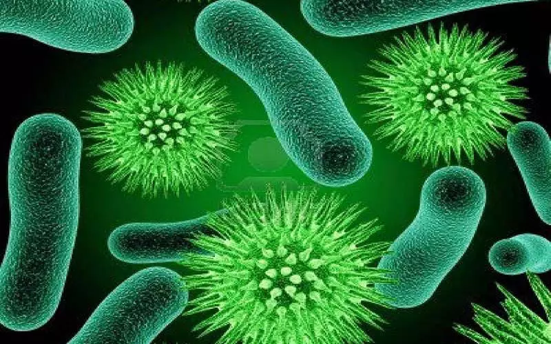 Lợi khuẩn Bifidobacterium là gì?