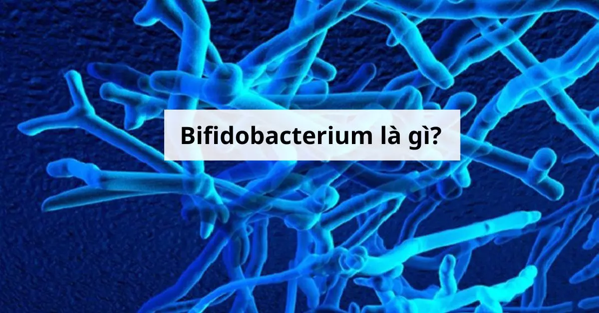 bifidobacterium là gì