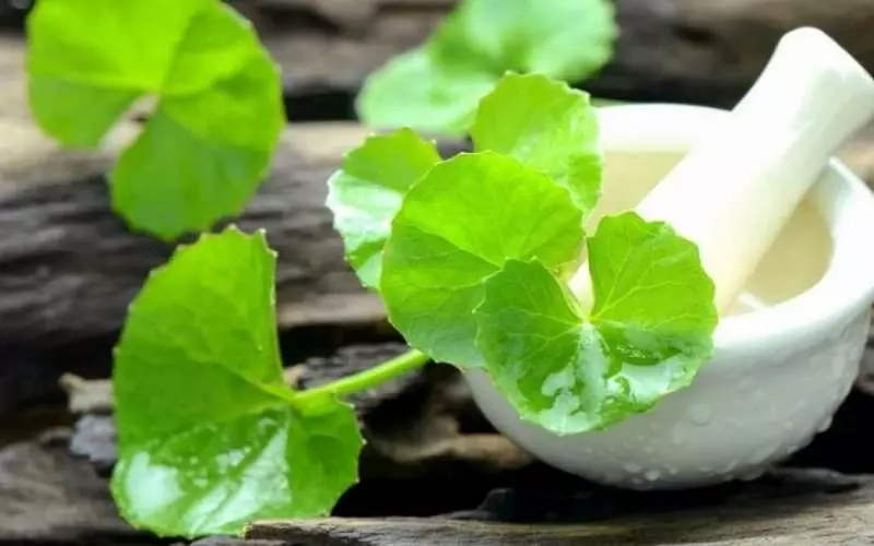 Centella Asiatica phù hợp với loại da nào?