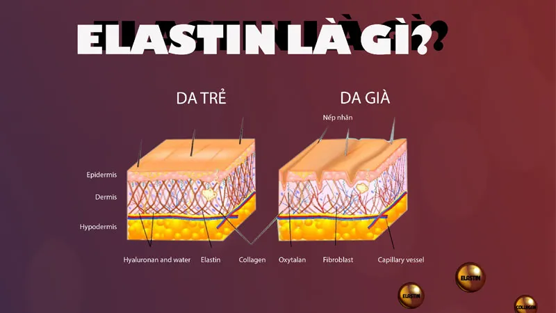 Elastin là gì?