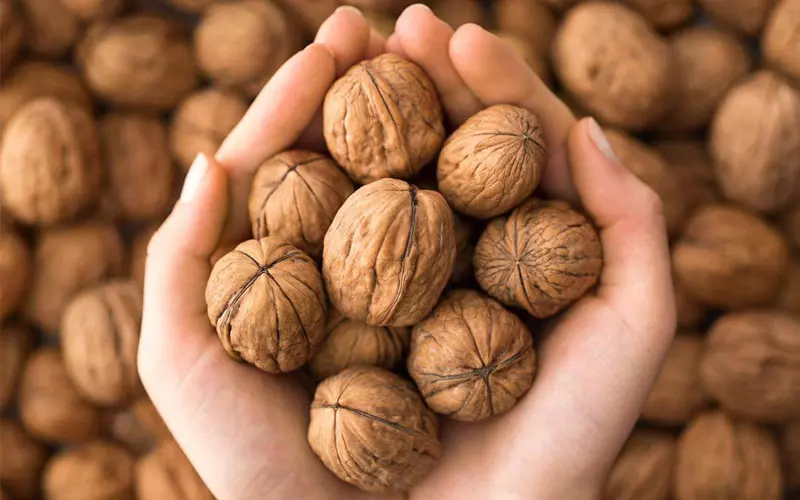 Hạt óc chó có nguồn gốc từ khu vực Địa Trung Hải và Trung Á