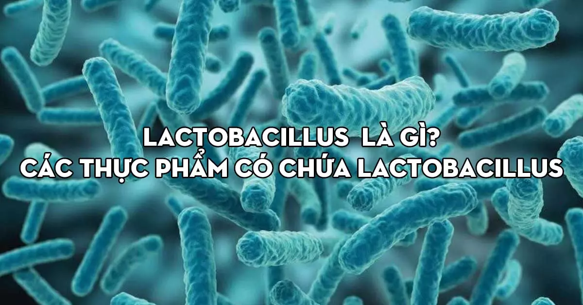 lactobacillus-la-gi