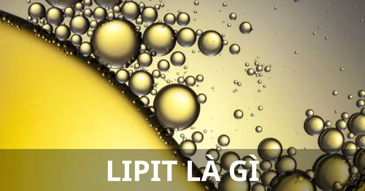 lipit là gì