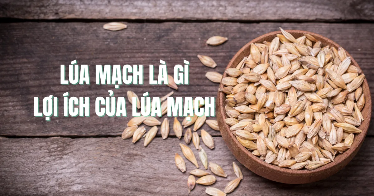 Lúa mạch là gì? Lợi ích của lúa mạch đối với sức khoẻ