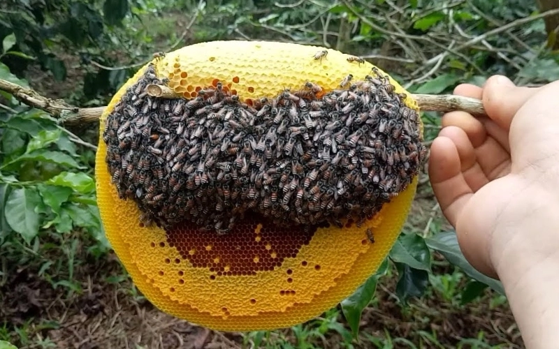 Mật ong ruồi là gì?