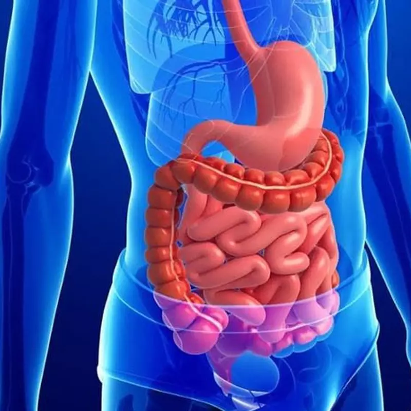Men tiêu hóa giúp chuyển hóa thức ăn