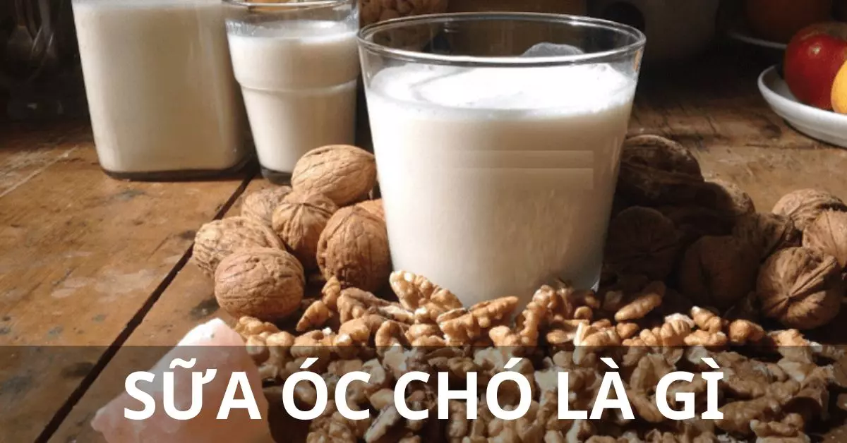 sua-oc-cho-la-gi