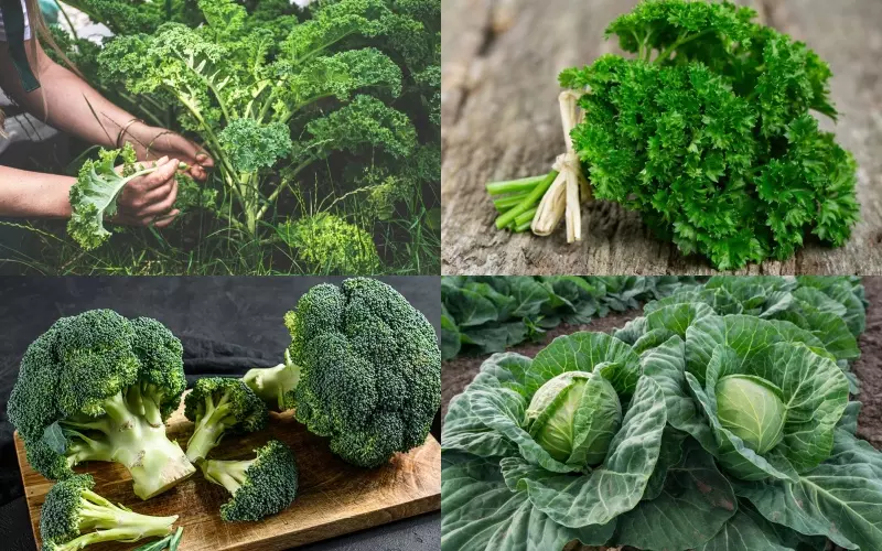 Thực phẩm chứa vitamin K1