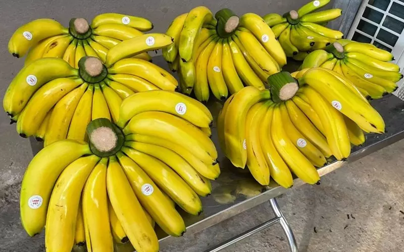 Chuối laba có nguồn gốc từ Lâm Đồng