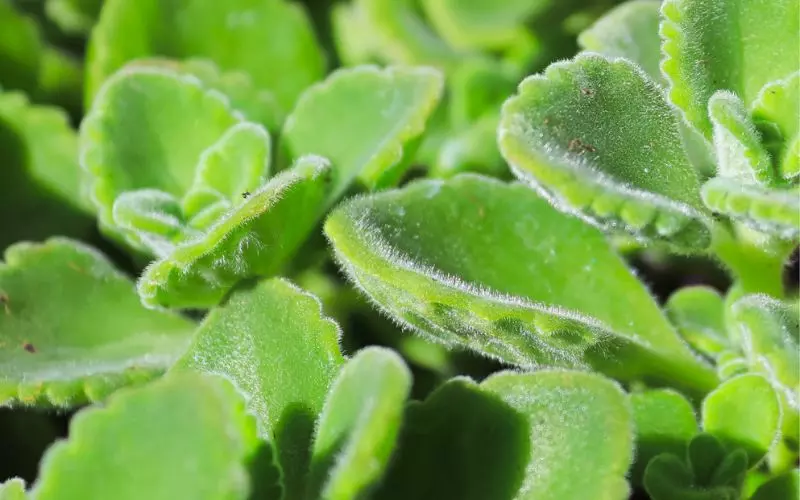 Lá Oregano là gì?