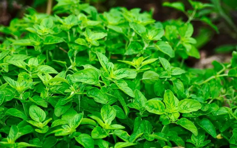 Giàu chất chống oxy hóa