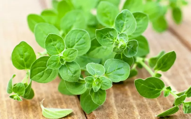 Lá oregano là gì?