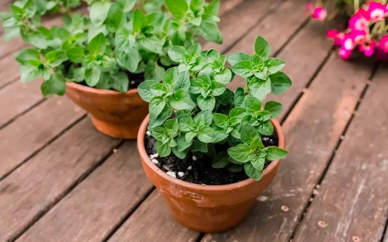 Đặc điểm của lá oregano
