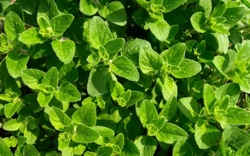 Lá Oregano mua ở đâu?