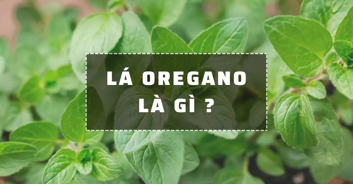 Oregano là gì? Đặc điểm và công dụng của oregano