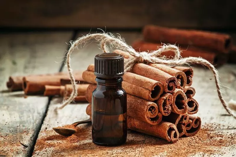 Cây quế còn có tên khoa học là Cinnamomum Cassia BI
