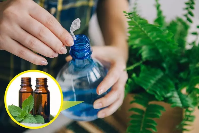 Tinh dầu quế giúp xua đuổi côn trùng, khử mùi