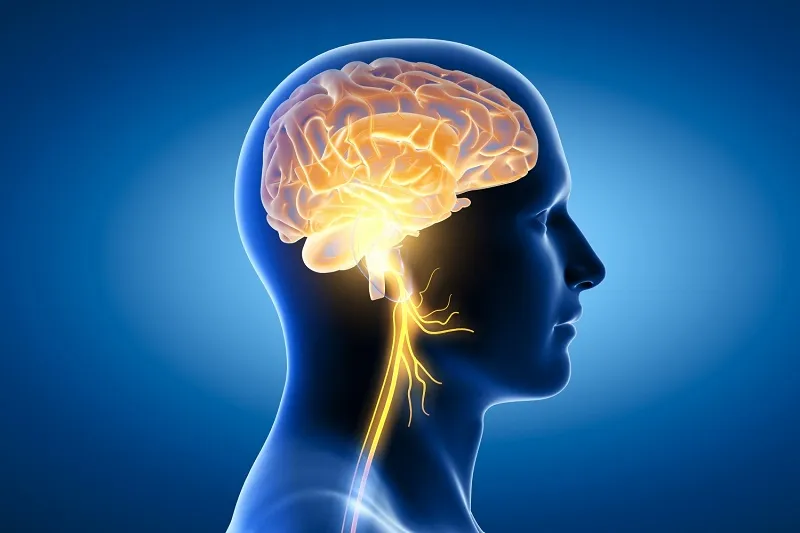 Hỗ trợ và tăng cường sức khỏe trí não