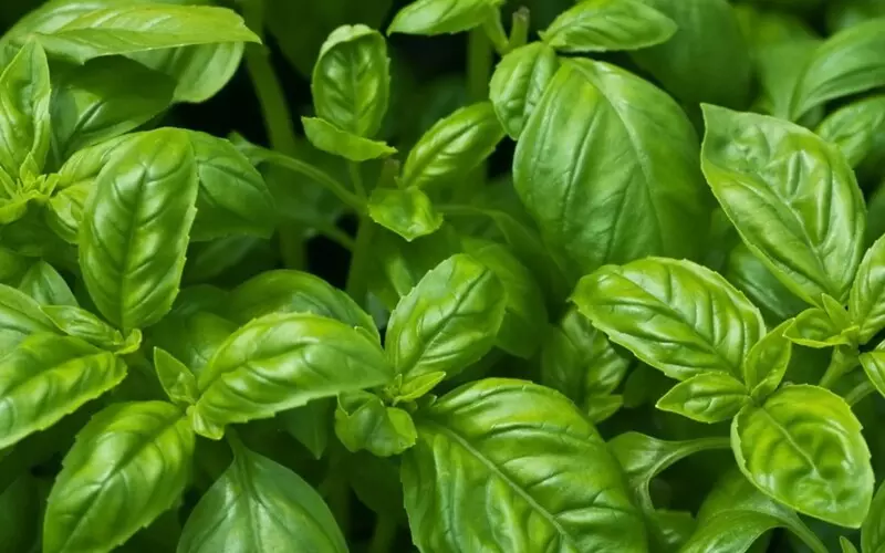 Phân loại basil