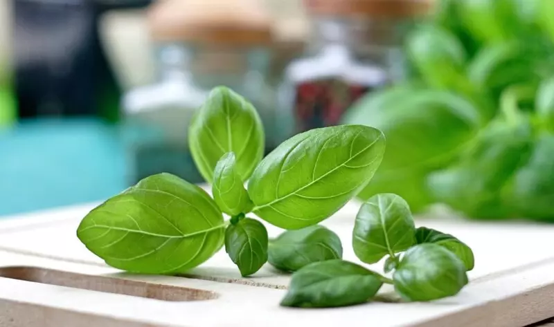 Thành phần dinh dưỡng của Basil (húng quế tây)