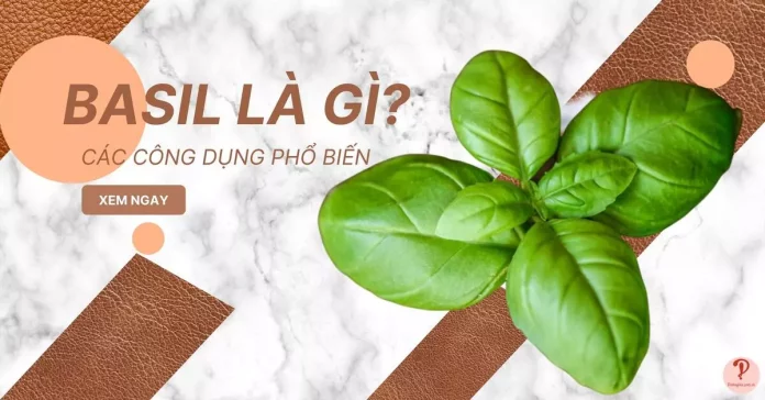 basil-la-gi