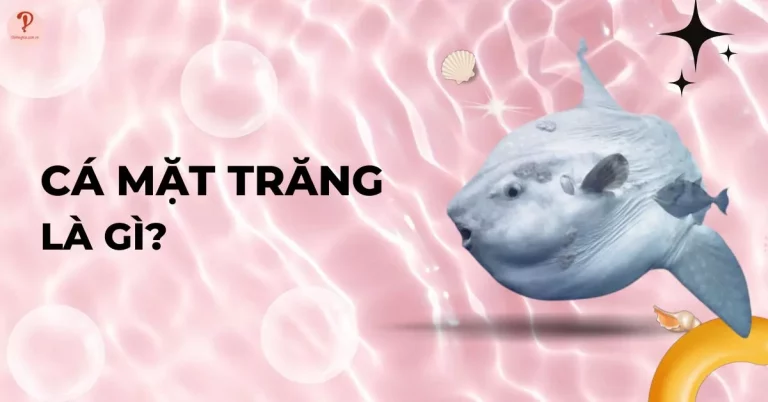 Cá mặt trăng là gì