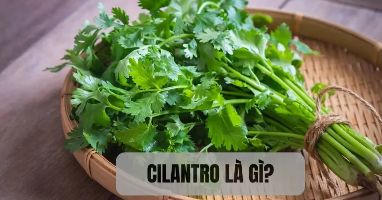 Cilantro là gì? Tác dụng với sức khỏe, công dụng trong ẩm thực