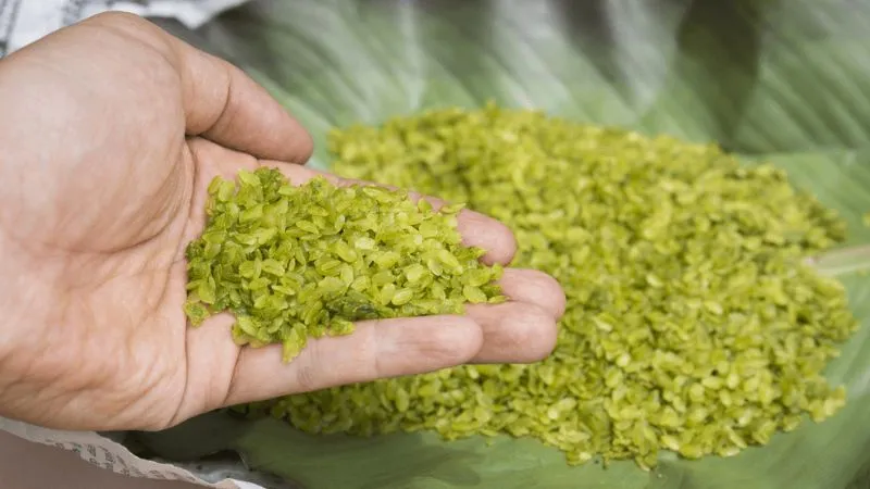 Để chế biến cốm thơm ngon đúng chuẩn, người ta thường chọn lúa nếp cái hoa vàng