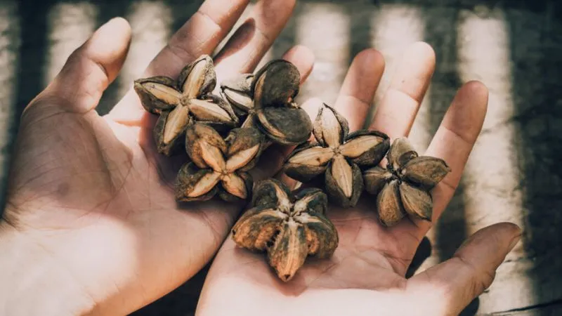 Giá trị dinh dưỡng trong hạt Sacha inchi
