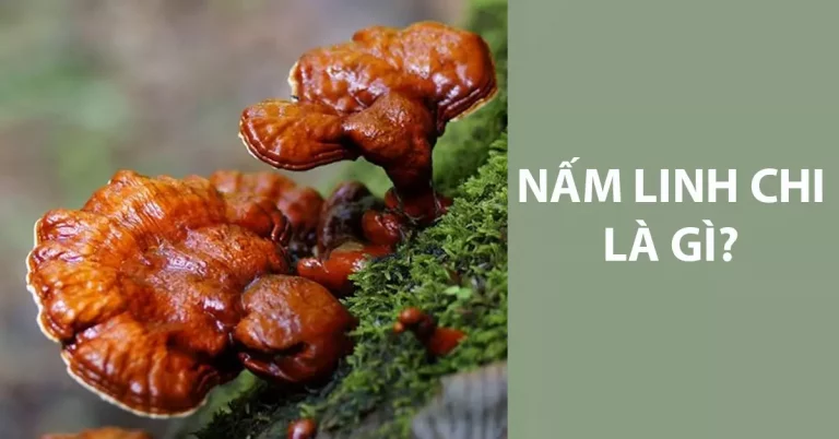 Nấm linh chi là gì?