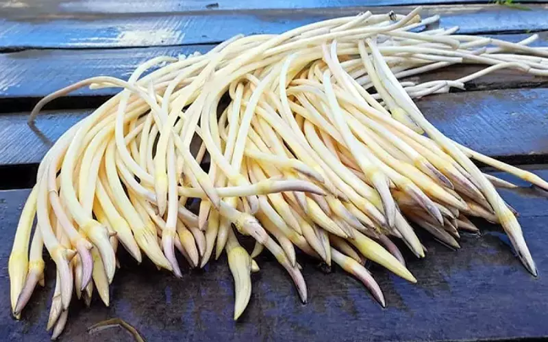 Ngó sen có màu trắng sữa, giòn