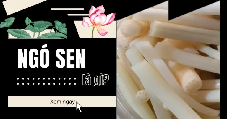 ngó sen là gì