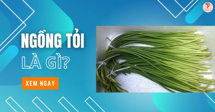ngồng tỏi là gì