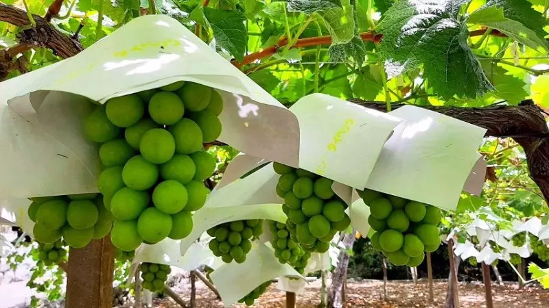 Mỗi chùm nho đều được bọc một lớp giấy trắng để tránh côn trùng, bụi bẩn