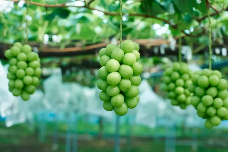 Có thể tìm mua nho mẫu đơn ở những siêu thị hay những cửa hàng nhập khẩu trái cây